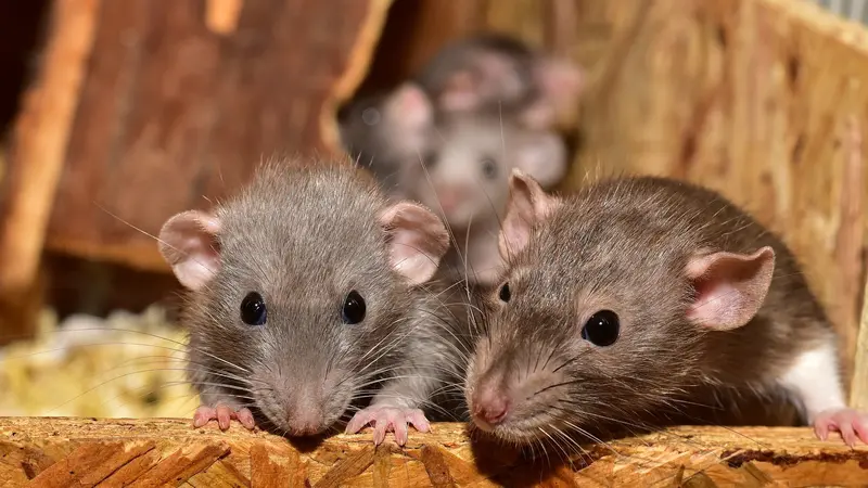 Pembasmi Tikus
